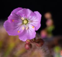 květ Drosera omissa